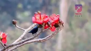Purple Sunbird (Cinnyris asiaticus) ❤️🐦🦜🕊️🎵❤️