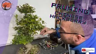 Pruning Chinese hackberry Bonsai (Oct 2022)