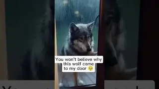 Beautiful mother wolf 🥹#wolf #wholesome #cubs #canada #aishorts