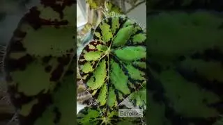 Бегония🌿 Крупные листья невероятной красоты🥰 #plants #коллекция #растения #красота #бегония
