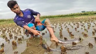 New Fishing Trap | New Amazing Traditional Boy Fish Catching by Hand In Water #HT_VILLAGE_FISHING