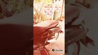 scoopy prestige 2021