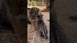 Baby Tiger Tries to Adopt a Kitten! Wild Cat vs House Cat Cuteness Overload#shorts #youtubeshorts