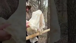Deerskin to Buckskin #novembersouth  #braintan #primitiveskills #bushcraft #primitive