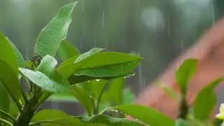 Rain & Clarinet Ambience 🌧️🎶 | 1 Hour Relaxing Nature Sounds & Soft Music for Study, Focus & Sleep