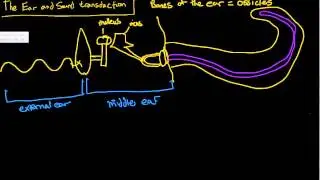 Special Senses - Sound Transduction