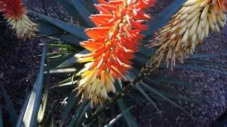 Aloe Saturn - High Definition Video 01 by Laborator TEBA