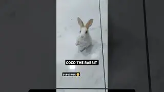 COCO KI MASTI 🫠🫶🏻 #cocovlogs #cocotherabbit #youtubeshorts #rabbitlifestyle #viralshort