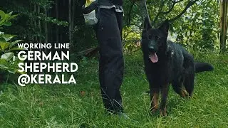 Dark Sable working DDR German Shepherd of JustSheps, Kerala