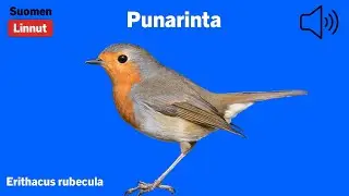 Punarinta - Erithacus rubecula - European Robin - r&ouml;dhake - ERIRUB