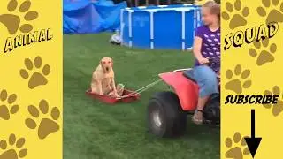 TRY NOT TO LAUGH Funny Cute Dogs of 2019 Animal Squad