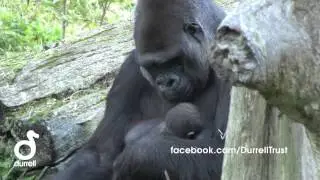 Welcome to the world - Gorilla birth at Durrell Wildlife Park