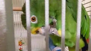 Freedom the Parrot Uses Claw for Neck Massage on Blue Perch! Hilton Head Island, SC