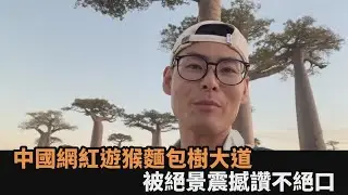 全球獨有奇景！旅遊網紅揭非洲「生命之樹」全貌　 笑讚：大自然太美妙－全民話燒