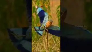 Neelkanth ke darshan | Neelkanth Pakshi |Neelkanth bird