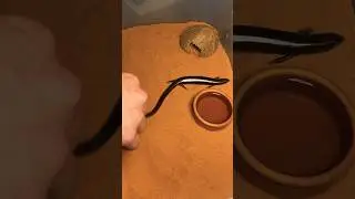 🤭 setting up a new home for this rare reptile حبيبي ❤️