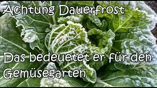 Achtung Dauerfrost! - Das bedeutet er f&uuml;r den Gem&uuml;segarten