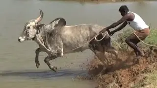 Jallikattu Bull jumping and swimming ! Bail pola ! Dasanapuram bull