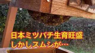 Vlog #291 Japanese honeybees are growing well, but the worms are