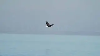 Stock Video - Bald Eagle flying in slow motion over Utah Lake