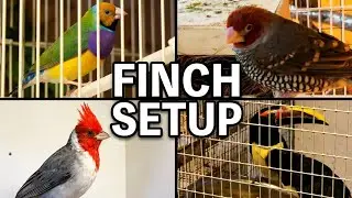 Finch Breeding Setup | Softbills & Bird Room Tour 