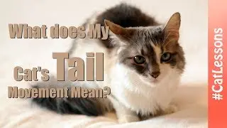 What does My Cat's Tail Movement Mean? 💡 Cat Lessons