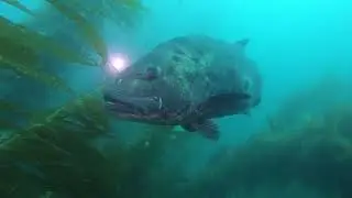 In Search of Giant Black Sea Bass, Catalina Island 2019