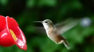 Calliope Hummingbird - The Smallest North American Bird