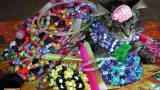 Stuff on my Cat