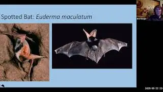 Local Bats with Lisa Murphy
