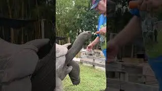Моя гигантская черепаха перехитрила мою немецкую овчарку!