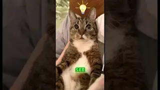 How CATS SEE Human? #shorts #viralshort #animals #facts
