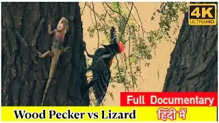 Woodpecker II कठफोड़वा II  Full Documentary In Hindi II Black-Rumped Flame-back 