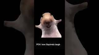 Squirrel laughing 😂