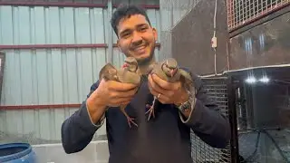 KÜMES TEMİZLİĞİ🧽🧹/ HERYER PIRIL PIRIL OLDU/ KEKLİKLERİN YERİ DEĞİŞTİ🐦