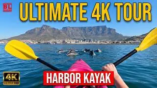 Paddling with Seals: Unforgettable Cape Town Kayak Experience | BL Images