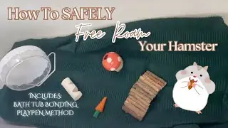 How To Safely Free Roam Your Hamster!