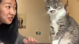 Cat smacked owner in the face for speaking Italian