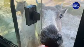 Близкие встречи с китайским лосем