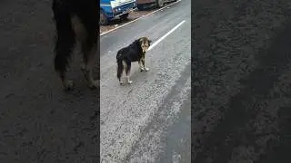 Dog can't be big #memes #volg #remix #phonk