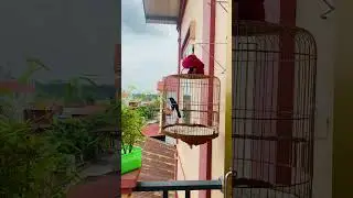 Cho&egrave; than h&oacute;t m&uacute;a đẳng cấp