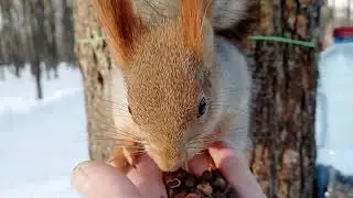 Минус 23 градуса. Кормлю белочку / Minus 23 degrees. Feeding a squirrel