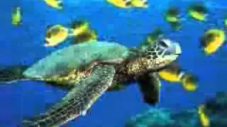 Christy Honel Cheloniidae Podcast