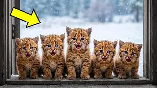 Man Lets 5 Freezing Bobcats Cubs Into His Home   What They Do Next Is Unbelievable!