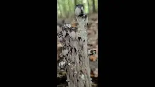 Monotropa uniflora