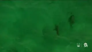 Shark migration