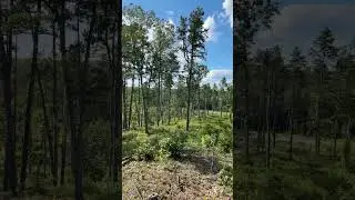On A Hill In The Logged Forest #earthchansociety #hiking #habitatconservation #naturephotography