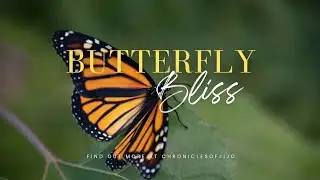 Butterfly Bliss: A Journey into Nature's Serenity #relaxingnature  #butterflies #calmvibes #popular