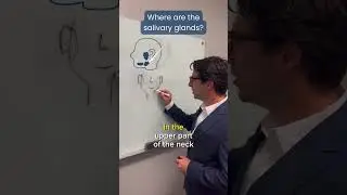 Where are the salivary glands?