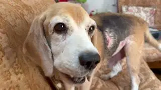 Leo is too much into human food | Leo The Beagle